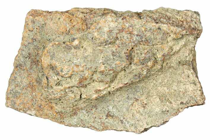 Dinosaur (Triceratops) Frill Shield Section - Montana #323831